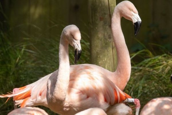 英の動物園で、同性カップルのフラミンゴが卵を孵化させる