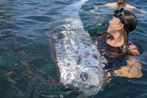 カリフォルニア州の海で、珍しい「リュウグウノツカイ」を発見