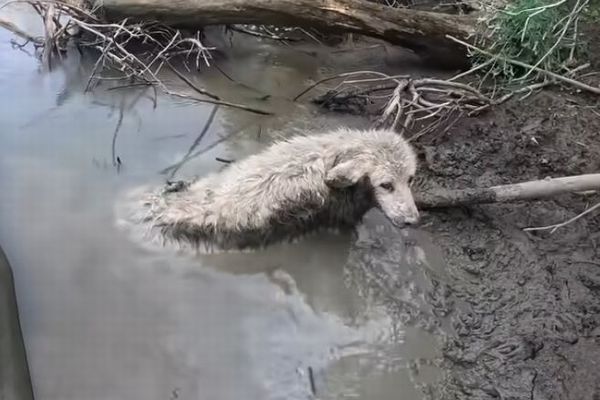 カヌーに乗っていた男性、岸辺の泥にはまって動けない犬を救助