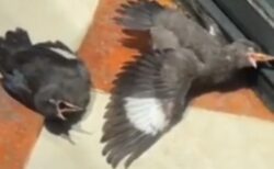 【動画】死にかけの鳥にエサをあげる→続々と鳥が死にかけ演技をする事態に！