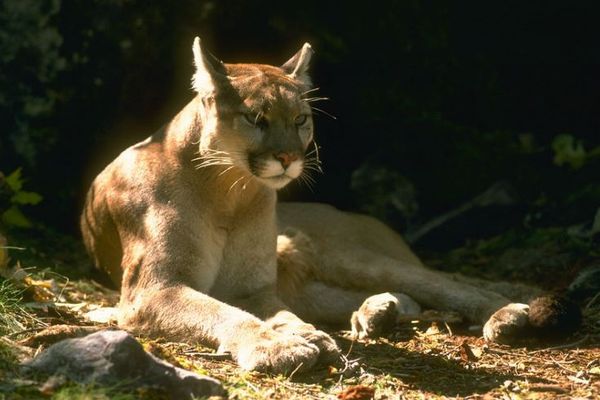 ネコ科の動物を死に至らしめる、ウイルスの変異株を発見【アメリカ】