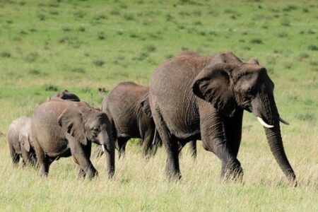 ナミビアで干ばつの影響を受けた人々を救うため、700頭の野生動物を殺処分へ