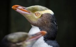 NZで恥ずかしがり屋のペンギンが、バード・オブ・ザ・イヤーを受賞