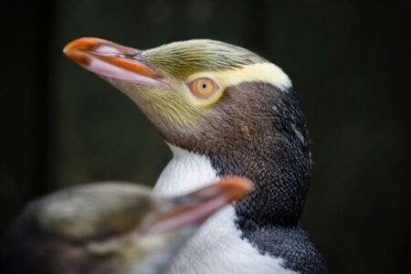 NZで恥ずかしがり屋のペンギンが、バード・オブ・ザ・イヤーを受賞