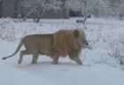 雪の中で過ごすライオン、南アフリカで珍しい光景を撮影【動画】