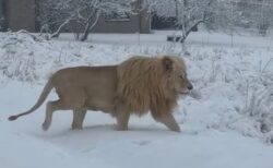 雪の中で過ごすライオン、南アフリカで珍しい光景を撮影【動画】