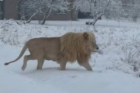 雪の中で過ごすライオン、南アフリカで珍しい光景を撮影【動画】