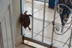 ド根性カメが脱走！網を登り、門を潜り抜ける【動画】