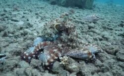 タコが魚と協力して集団で狩り、しかもリーダーシップも発揮