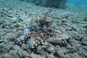 タコが魚と協力して集団で狩り、しかもリーダーシップも発揮