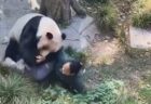 中国の動物園でパンダが大暴れ、女性の飼育員を襲う【動画】