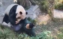 中国の動物園でパンダが大暴れ、女性の飼育員を襲う【動画】