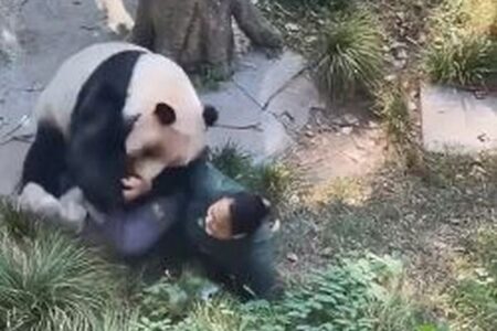 中国の動物園でパンダが大暴れ、女性の飼育員を襲う【動画】