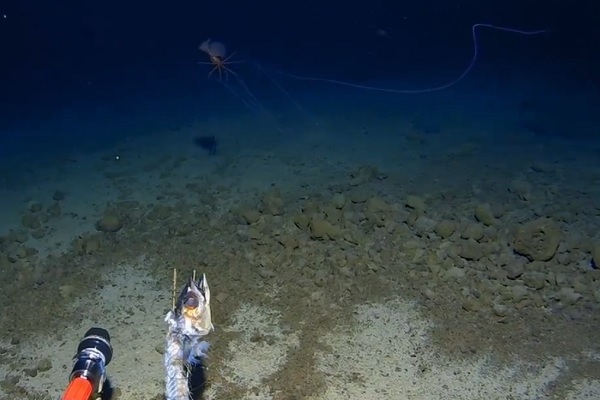 【動画】まるでエイリアン！水深3300メートルで撮影された幻のイカ