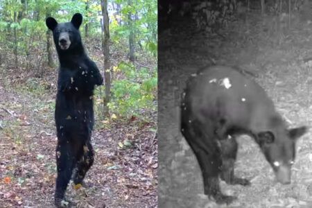 前足のない野生のクマが、2足歩行で暮らす様子が撮影された