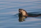 野生のカワウソが母子を波止場で襲撃、子供が水中に引きずり込まれる