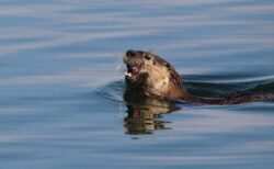 野生のカワウソが母子を波止場で襲撃、子供が水中に引きずり込まれる