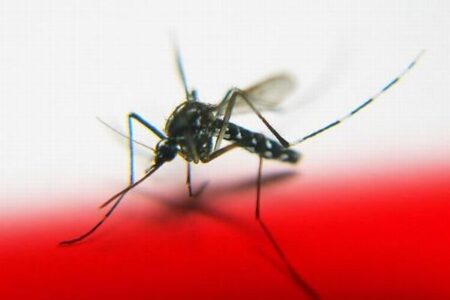 全米で蚊を媒介にしたウイルス性疾患、2000件以上の症例を確認