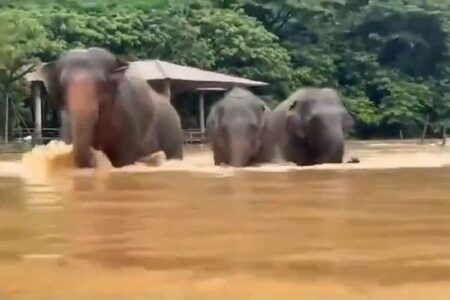 タイ北部で大規模な洪水、ゾウたちの救出活動が難航