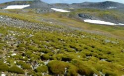 南極半島、温暖化により、急速に緑が生い茂る大地に変化