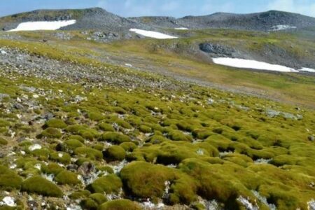 南極半島、温暖化により、急速に緑が生い茂る大地に変化