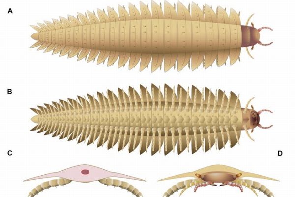 車ほどの大きさの巨大な節足動物、頭部の化石から姿が明らかに