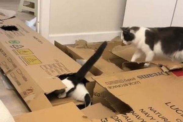 子猫たちも大喜び、飼い主が段ボールで巨大な遊び場を作る【動画】