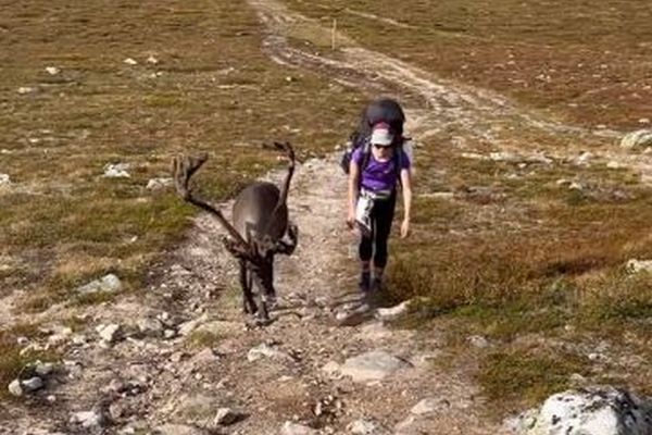 フィンランドで、トナカイが2人の登山者と一緒にハイキング【動画】