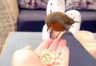 手からエサを食べたり、靴に乗ったり…女性が野生の鳥と仲良くする様子を記録