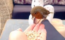 手からエサを食べたり、靴に乗ったり…女性が野生の鳥と仲良くする様子を記録