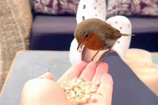 手からエサを食べたり、靴に乗ったり…女性が野生の鳥と仲良くする様子を記録