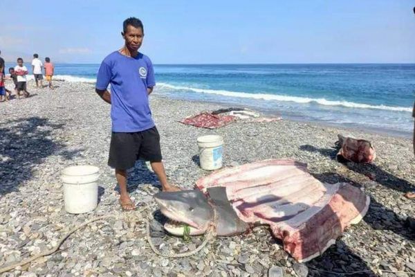 東ティモールで、サメの胃から女性の遺体を発見