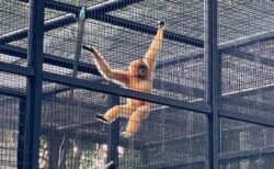 香港の動物園で9匹のサルが不可解な死、解剖と毒物検査が行われる