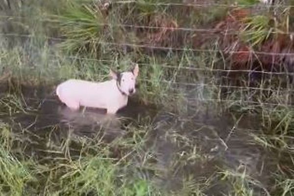 大型ハリケーン「ミルトン」が迫る中、柵に繋がれ放置された犬を発見【動画】