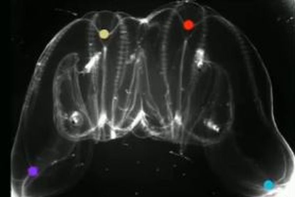 ケガをしたクシクラゲが別の個体と融合、神経系や胃が結合し1つになる