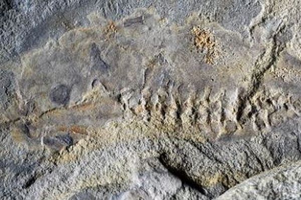 1億6000万年前の、巨大なオタマジャクシの化石を発見【アルゼンチン】