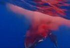 マッコウクジラが高速フェリーと激突、血を流して死ぬ悲惨な動画が浮上