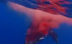 マッコウクジラが高速フェリーと激突、血を流して死ぬ悲惨な動画が浮上