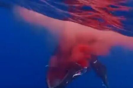 マッコウクジラが高速フェリーと激突、血を流して死ぬ悲惨な動画が浮上