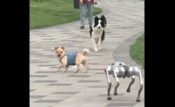 ロボット犬が本物の犬たちと馴染もうとして、皆から嫌われる