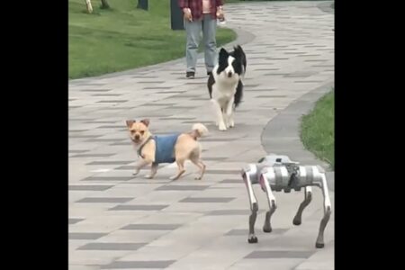 ロボット犬が本物の犬たちと馴染もうとして、皆から嫌われる