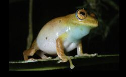 鳥のように鳴くカエルがマダガスカルで発見された