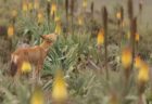 エチオピアのオオカミが花の蜜をなめる、大型の肉食動物で初めて確認