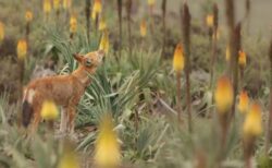 エチオピアのオオカミが花の蜜をなめる、大型の肉食動物で初めて確認