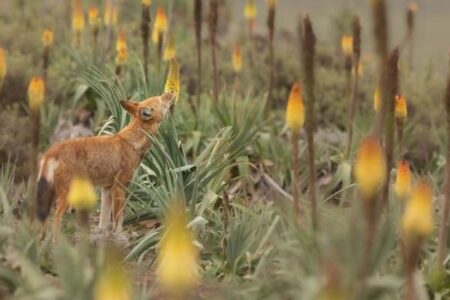 エチオピアのオオカミが花の蜜をなめる、大型の肉食動物で初めて確認