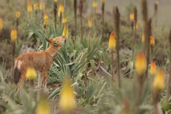 エチオピアのオオカミが花の蜜をなめる、大型の肉食動物で初めて確認