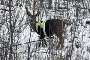 誰が着せた?安全ジャケットを着用した野生のシカを発見【カナダ】