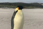 南極からオーストラリアに到達した皇帝ペンギン、可愛らしい姿を撮影【動画】