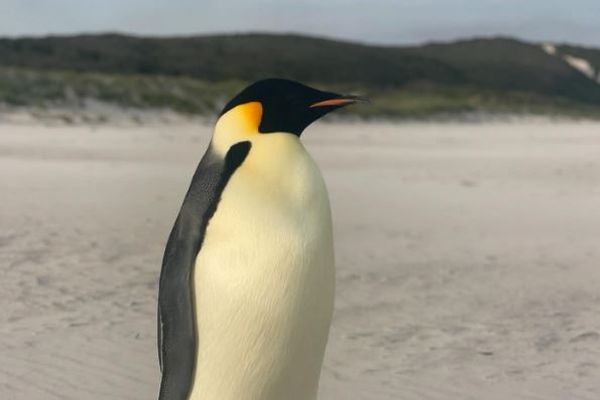 南極からオーストラリアに到達した皇帝ペンギン、可愛らしい姿を撮影【動画】