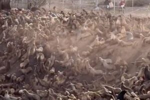 アシカの群れで「雪崩」が発生、将棋倒しとなり次々と斜面から落ちていく【動画】